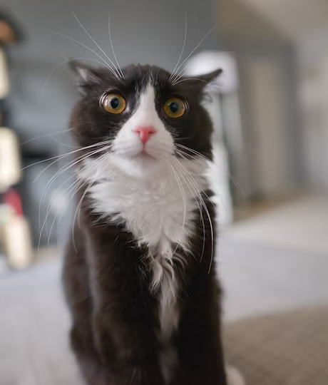 Grooming cat